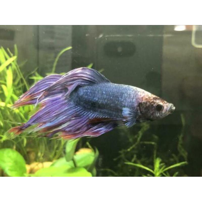 Betta vis