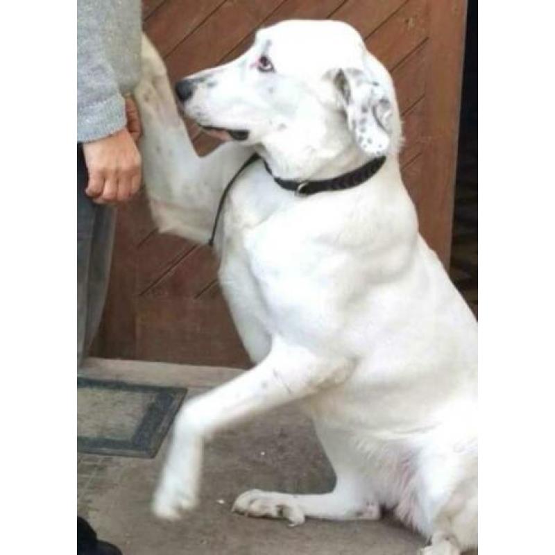 spaanse mastin kruising ter adoptie in Spanje