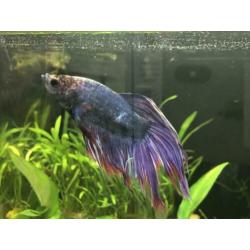 Betta vis