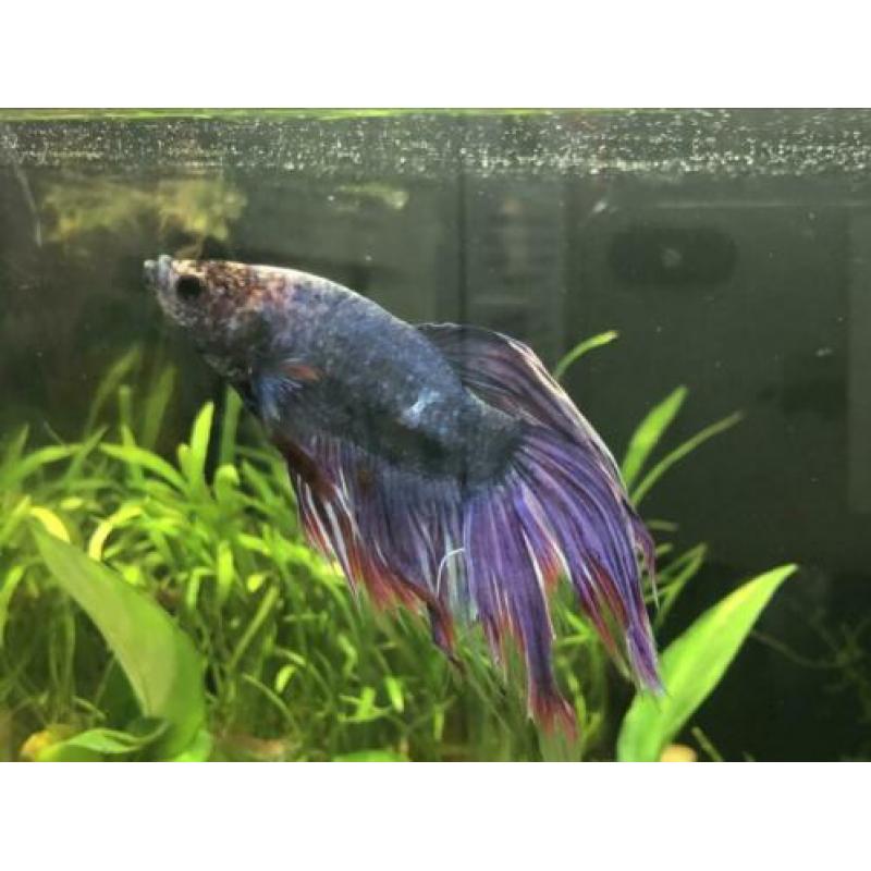 Betta vis