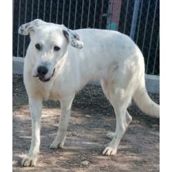 spaanse mastin kruising ter adoptie in Spanje
