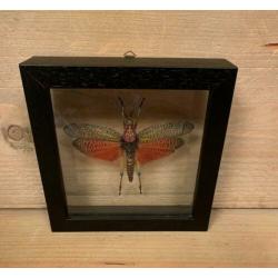 Sprinkhaan in dubbel glas lijst ?? phymateus saxosus