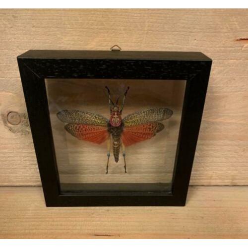 Sprinkhaan in dubbel glas lijst ?? phymateus saxosus