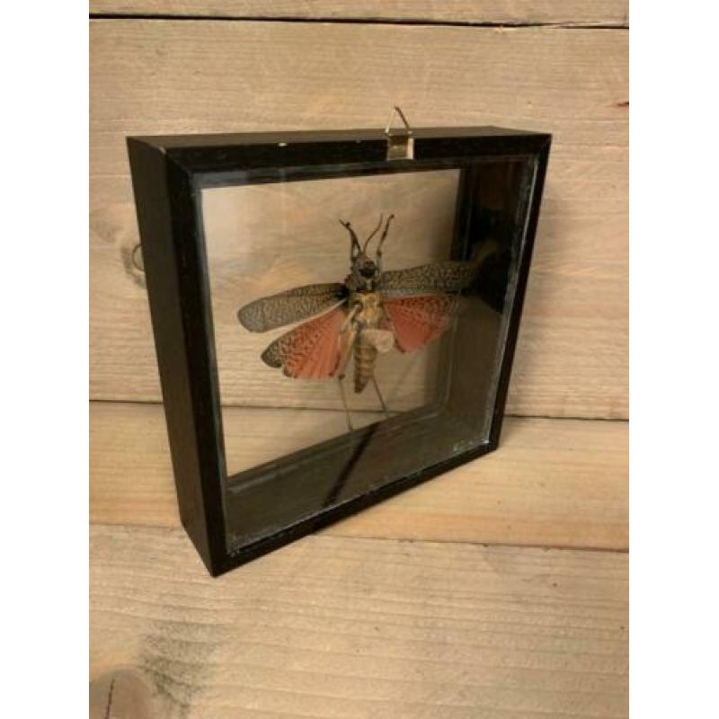 Sprinkhaan in dubbel glas lijst ?? phymateus saxosus