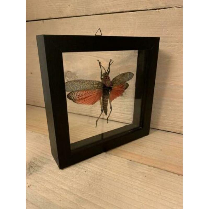 Sprinkhaan in dubbel glas lijst ?? phymateus saxosus
