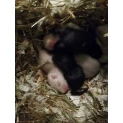 Gerbils woestijnrat van 07-02