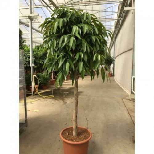 Ficus 'amstel King' 240-250cm art54081