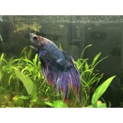 Betta vis