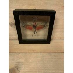 Sprinkhaan in dubbel glas lijst ?? phymateus saxosus