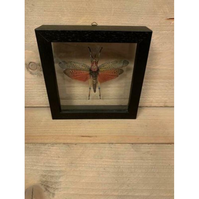 Sprinkhaan in dubbel glas lijst ?? phymateus saxosus