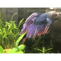 Betta vis