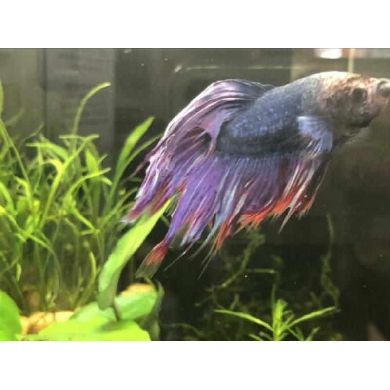 Betta vis