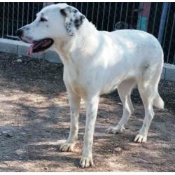 spaanse mastin kruising ter adoptie in Spanje