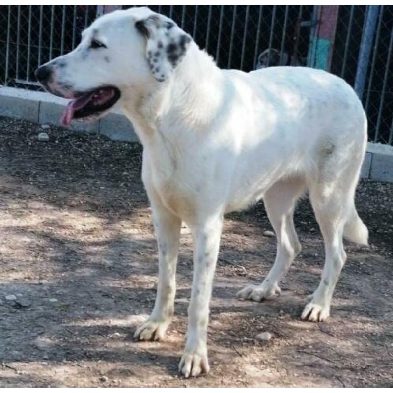 spaanse mastin kruising ter adoptie in Spanje