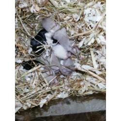 Gerbils woestijnrat van 07-02