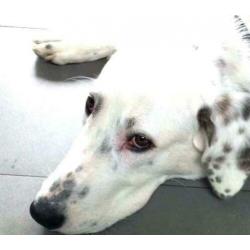 spaanse mastin kruising ter adoptie in Spanje