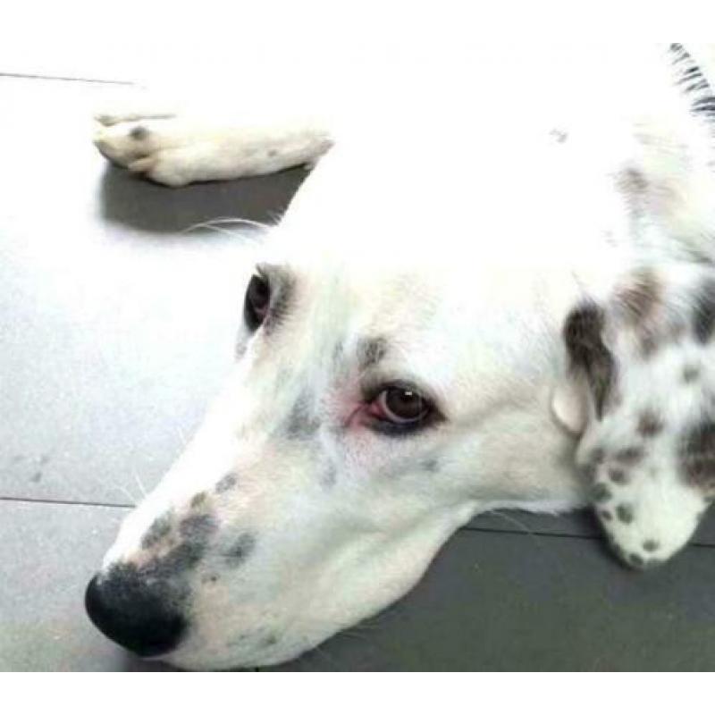 spaanse mastin kruising ter adoptie in Spanje