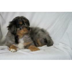 Australian Shepherd kruising pups