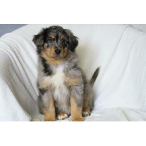 Australian Shepherd kruising pups