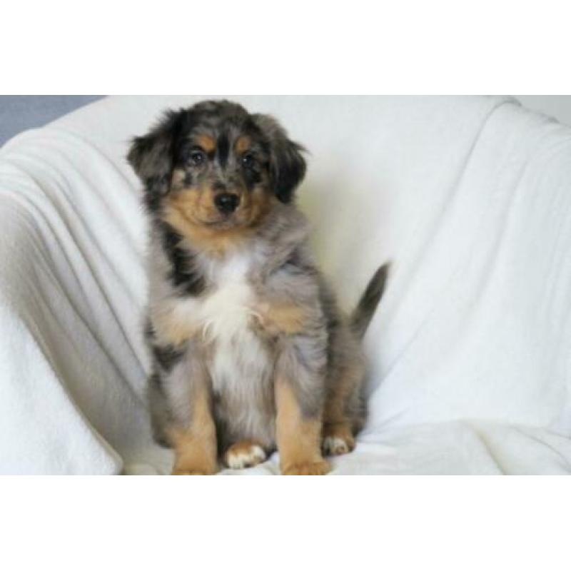 Australian Shepherd kruising pups