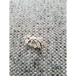 Originele Pandora ring, zilver met goud, maat 53/54-17/17,25