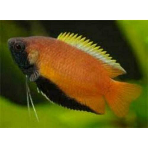"Gourami" , normaal en dwerg , kleurige tropische vissen