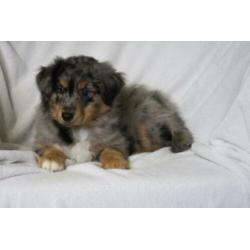 Australian Shepherd kruising pups