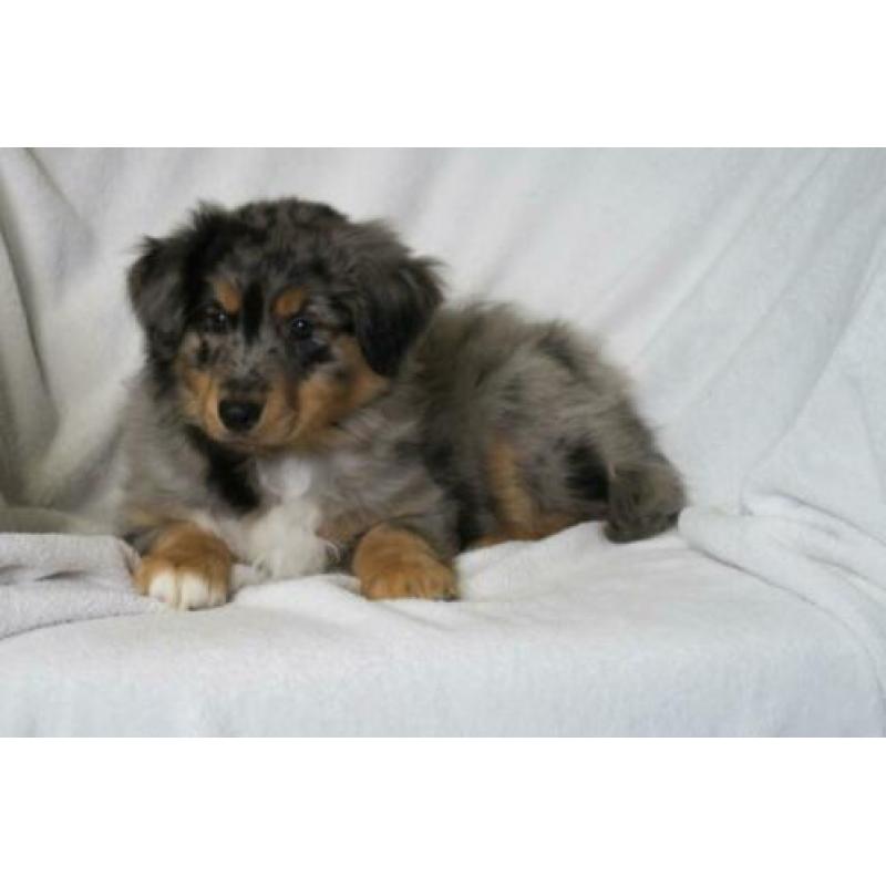 Australian Shepherd kruising pups