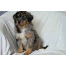 Australian Shepherd kruising pups