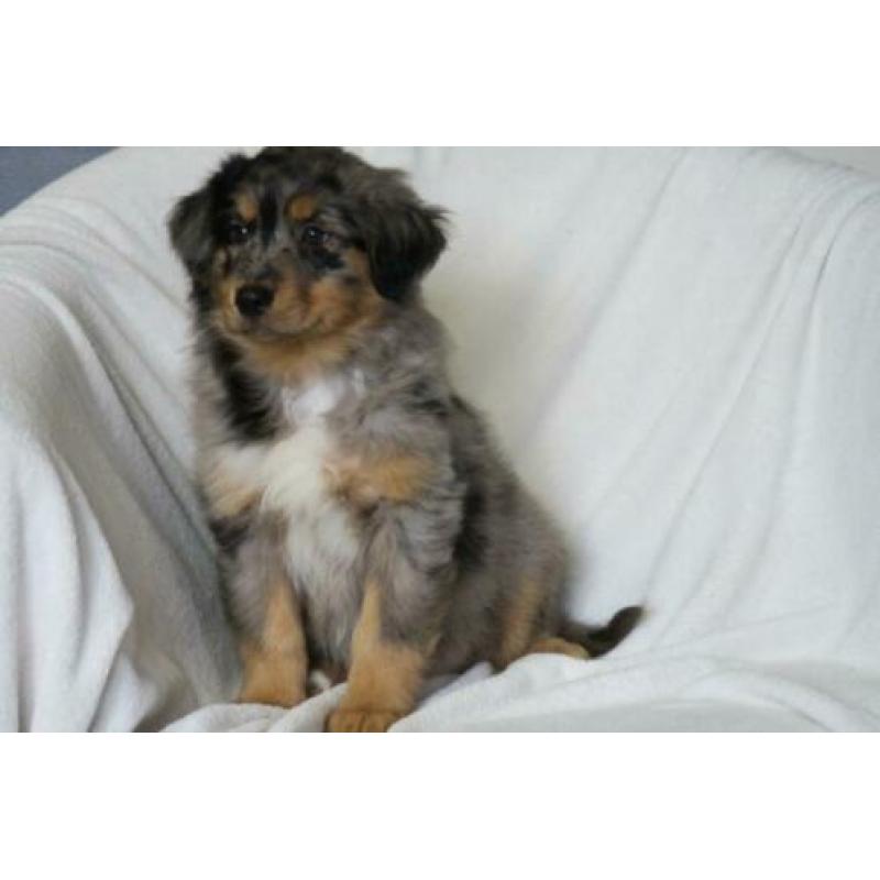 Australian Shepherd kruising pups