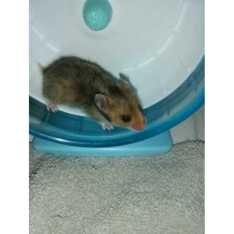 Lieve jonge goudhamsters