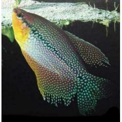"Gourami" , normaal en dwerg , kleurige tropische vissen