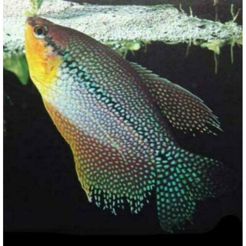 "Gourami" , normaal en dwerg , kleurige tropische vissen