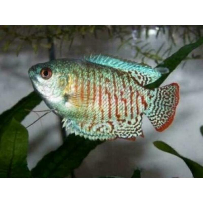 "Gourami" , normaal en dwerg , kleurige tropische vissen