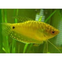 "Gourami" , normaal en dwerg , kleurige tropische vissen