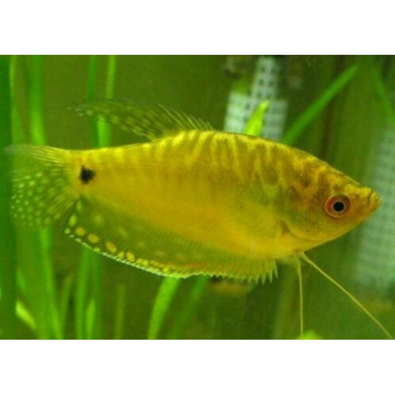 "Gourami" , normaal en dwerg , kleurige tropische vissen