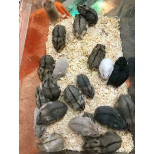 12 x campbelli dwerghamster te koop (verschillende kleuren)