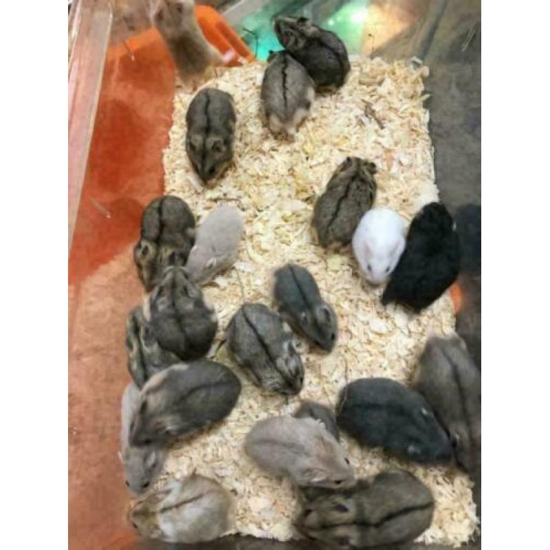 12 x campbelli dwerghamster te koop (verschillende kleuren)