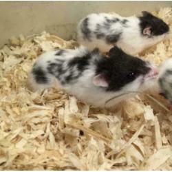 12 x campbelli dwerghamster te koop (verschillende kleuren)