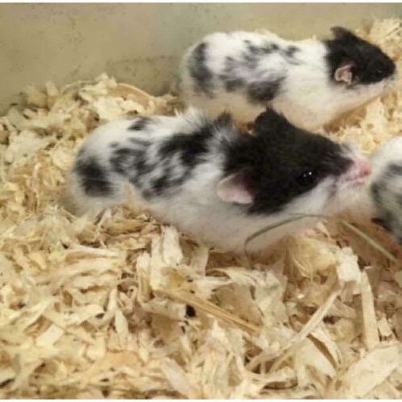12 x campbelli dwerghamster te koop (verschillende kleuren)