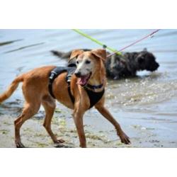 Animal in Need: Jelle, in NL te bezoeken: SPOED!