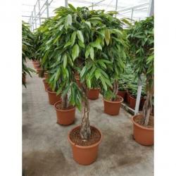 Ficus 'amstel King' 250-260cm - Stam Kurk art18187