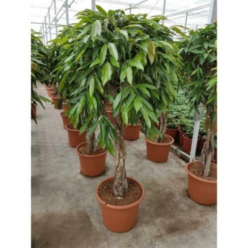 Ficus 'amstel King' 250-260cm - Stam Kurk art18187