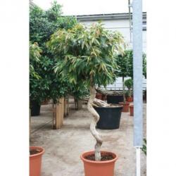 Ficus 'amstel King' 250-260cm - Stam Kurk art18187