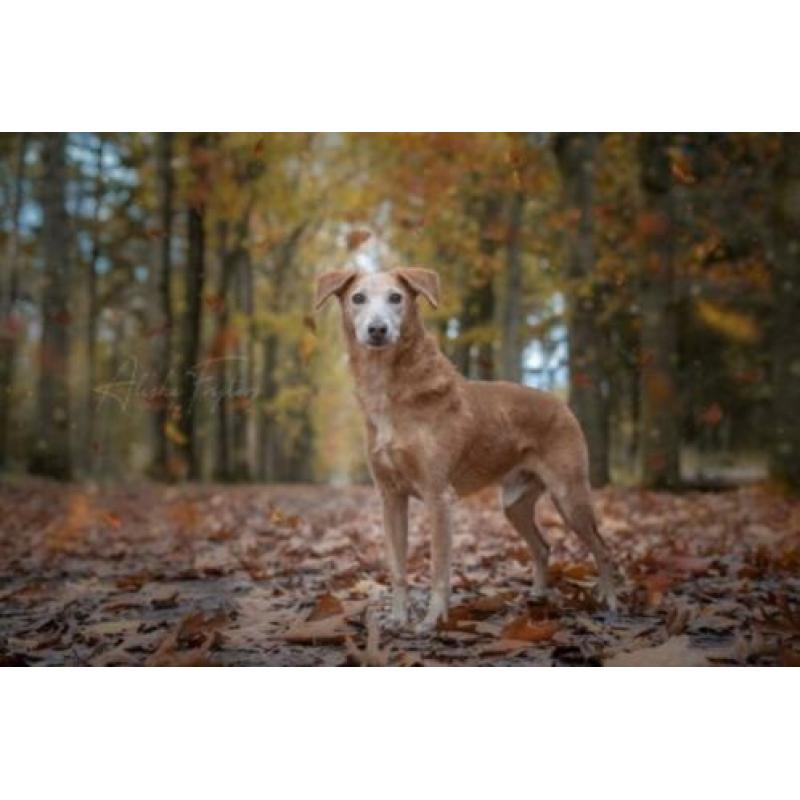 Animal in Need: Jelle, in NL te bezoeken: SPOED!
