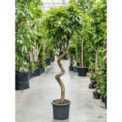 Ficus 'amstel King' 250-260cm - Stam Kurk art18187