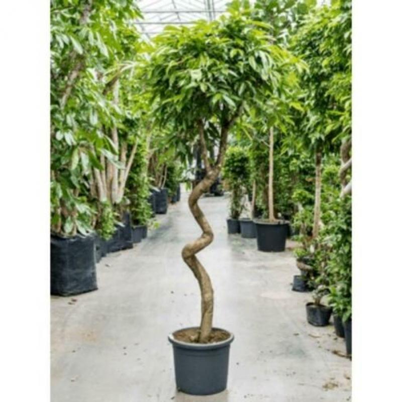 Ficus 'amstel King' 250-260cm - Stam Kurk art18187