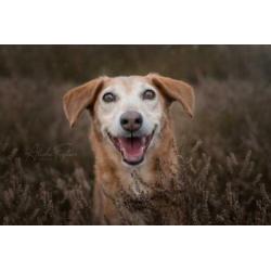 Animal in Need: Jelle, in NL te bezoeken: SPOED!