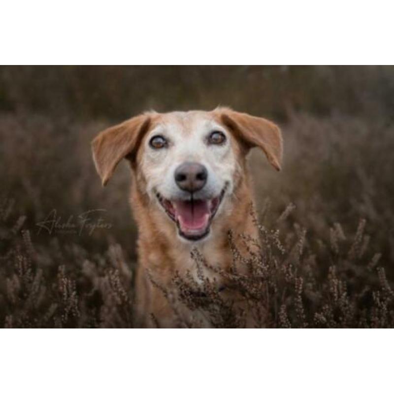 Animal in Need: Jelle, in NL te bezoeken: SPOED!