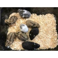 12 x campbelli dwerghamster te koop (verschillende kleuren)